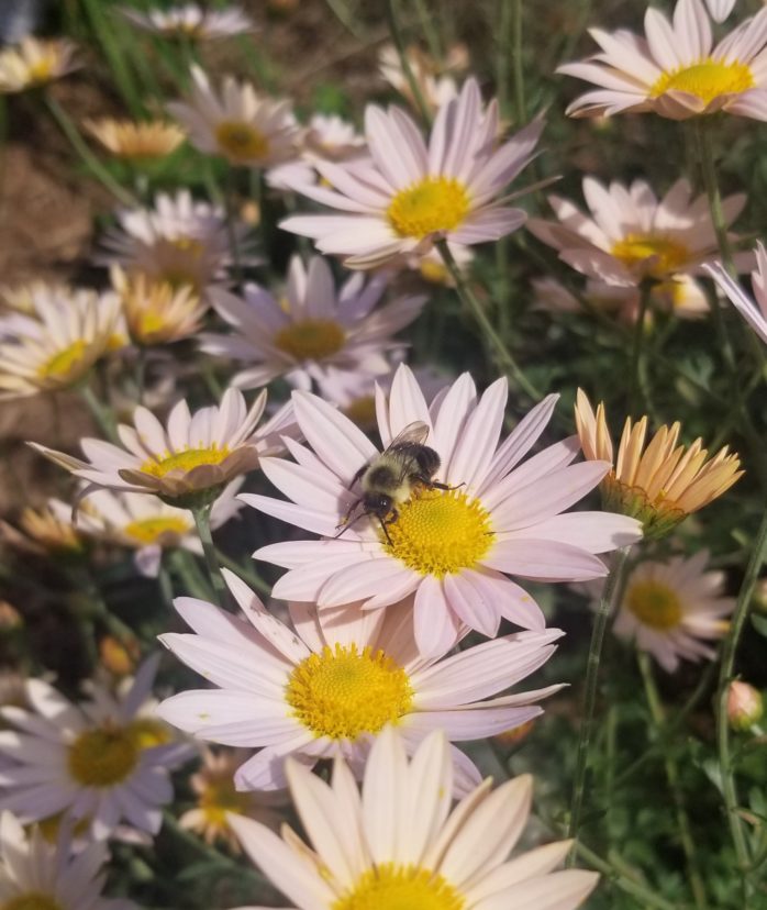 Bee on old-fashioned garden mum ‘Ryan’s Apricot’. 