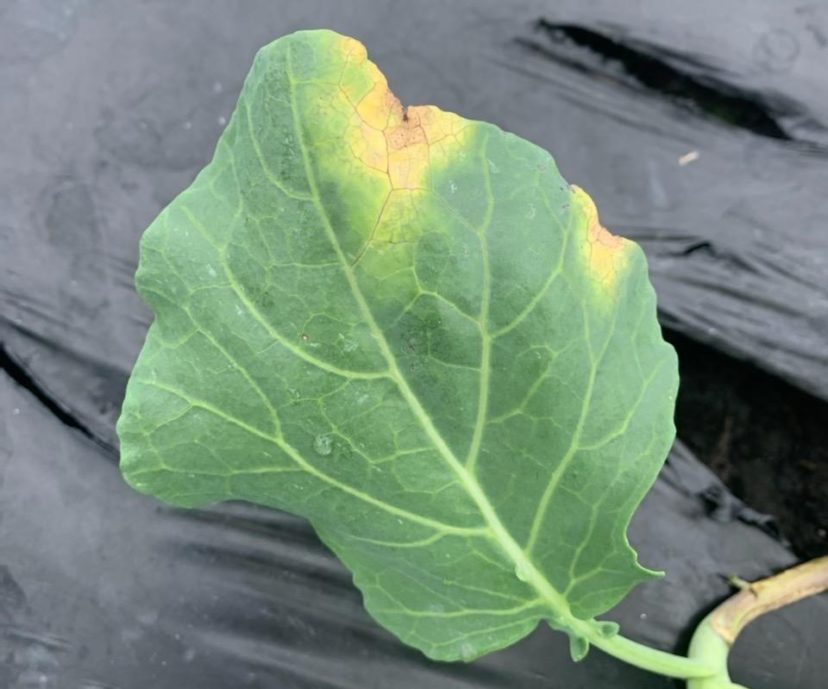 Black rot with its characteristic yellow “V” shaped lesion. Zack Snipes, ©2021 Clemson Extension