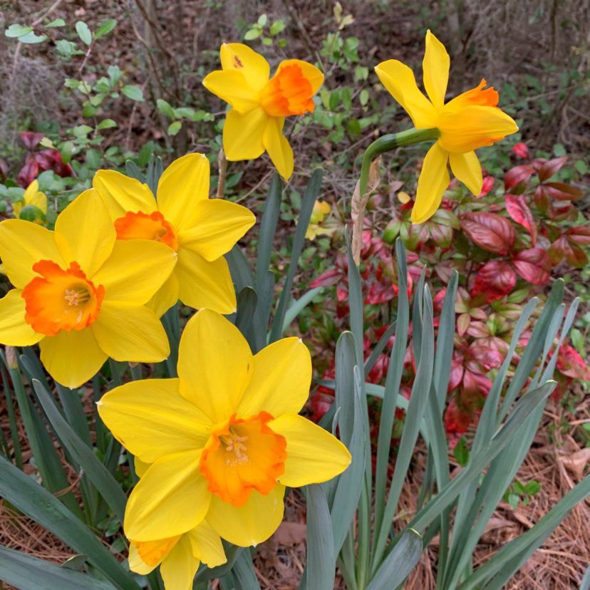 ‘Ceylon’ is a bold, large-flowered, early to mid-season cultivar with a yellow perianth and trumpet. Anthony Keinath, ©2021, Clemson Extension