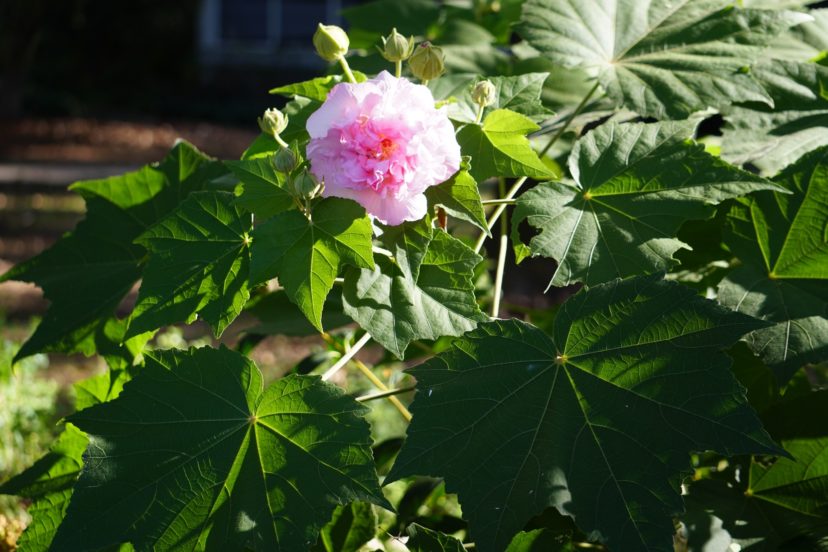 Cotton rose mallow can grow 6 to 15 feet tall and 6 to 10 feet wide. Barbara H. Smith, ©2021 HGIC, Clemson University