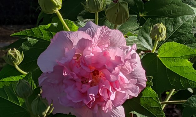 Cotton Rose Mallow