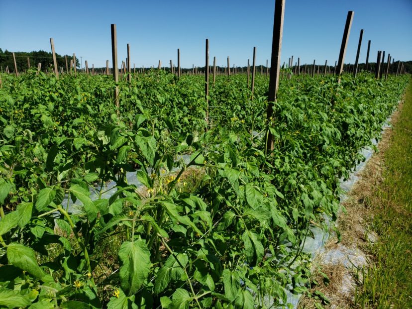 Fall tomatoes are looking great. Sarah Scott, ©2021, Clemson Extension