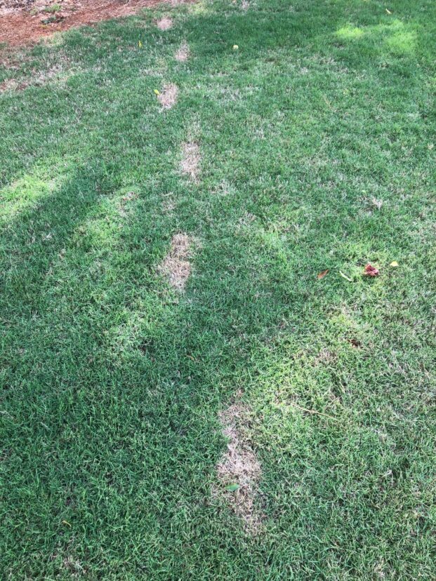 Fig. 3 Footprints made by tracking glyphosate across a lawn.
