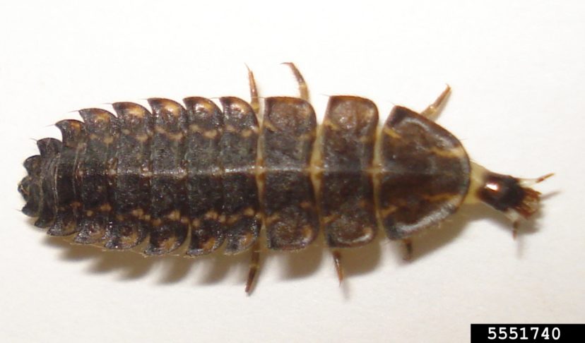 Fireflies, who are beetles, live the bulk of their lives (95%) as larva in leaf litter, under rotting logs, and in moist areas where they can thrive.