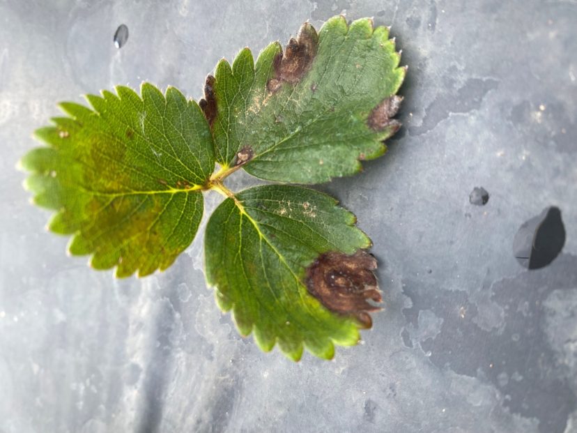 Fungal infection on a newly planted strawberry leaf. All plantings need to be looked after carefully for the new disease Neopestalotiopsis. Andy Rollins, ©2021, Clemson Extension