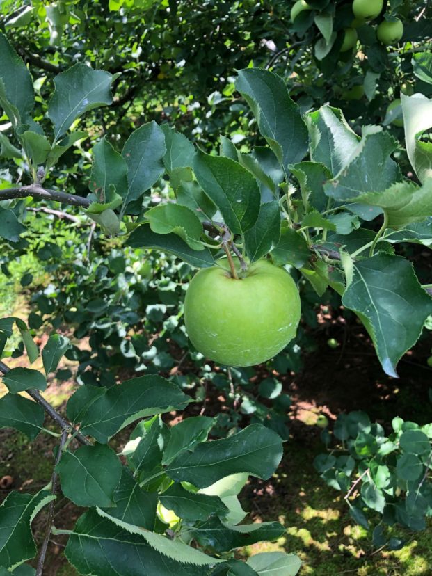 Granny Smith apple growing in an orchard in Long Creek, SC.