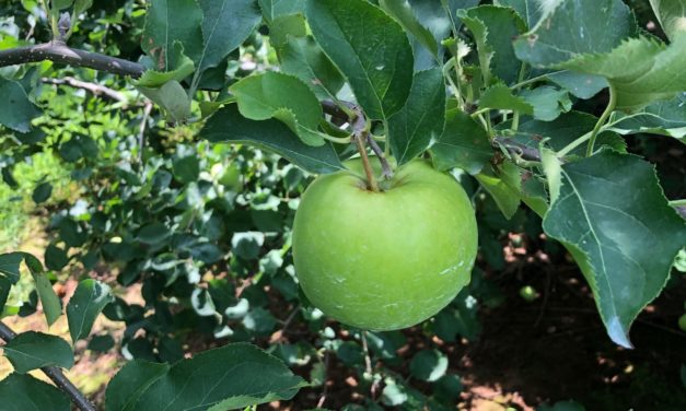 Storing Apples