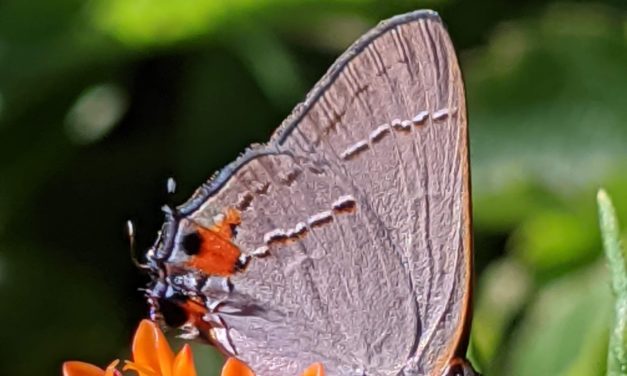 Native Plants for Wildlife: Resources for Home Gardeners