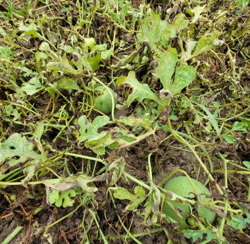 Gummy stem blight has been bad in watermelons this fall. Phillip Carnley, ©2021 Clemson Extension