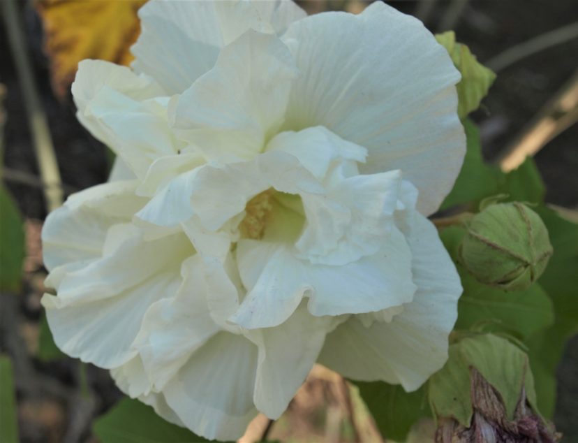 Many times, there will be multiple flower colors on one plant, including white blooms. Barbara H. Smith, ©2021 HGIC, Clemson University