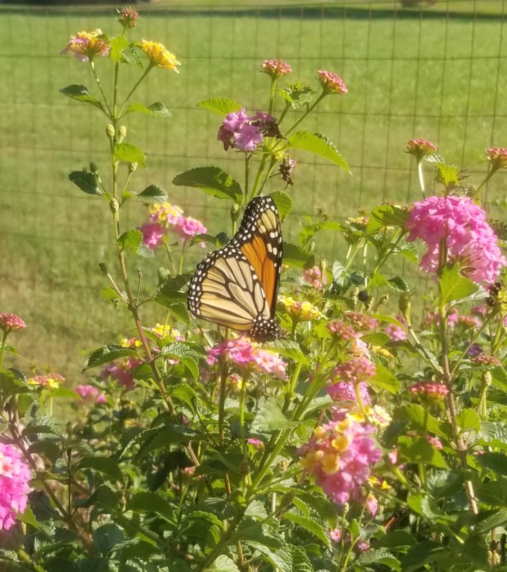 Monarch Butterfly on Lantana ‘Mozelle’. 