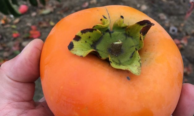 Persimmons