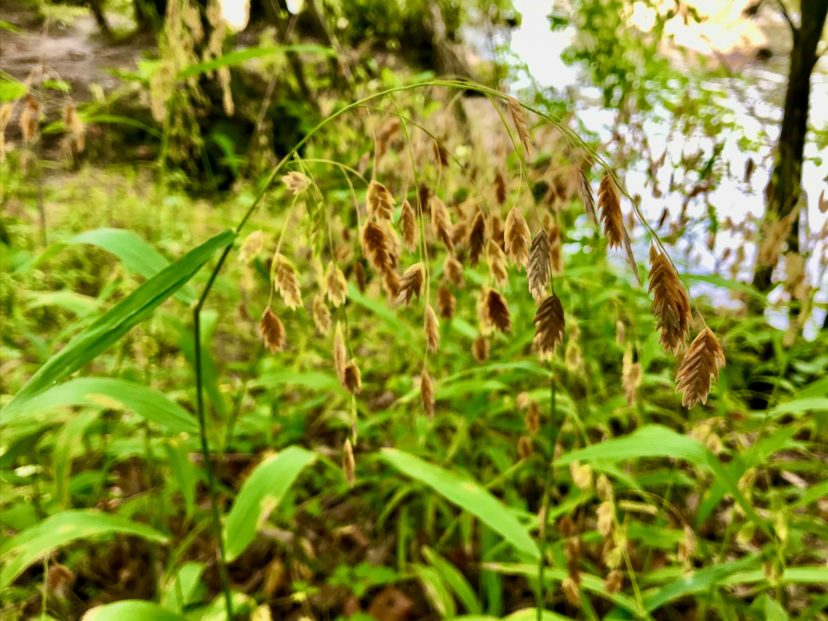 River oats is abundant along the Saluda River in Columbia, SC.