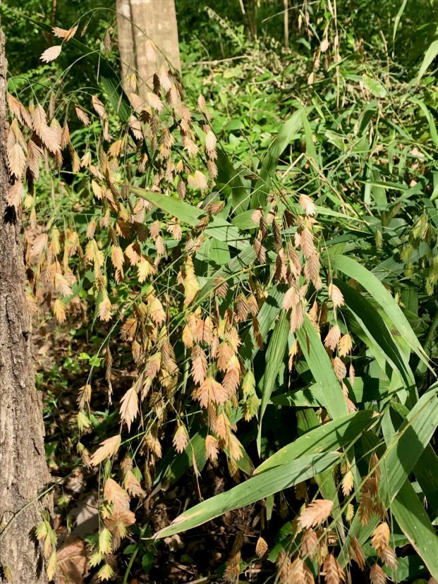 River oats takes on a beautiful golden hue during the fall and, with certain site conditions, can also turn slightly purple in color.