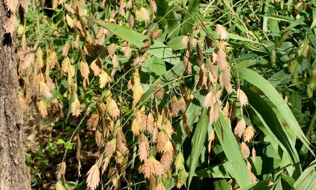 The Fall Color of River Oats