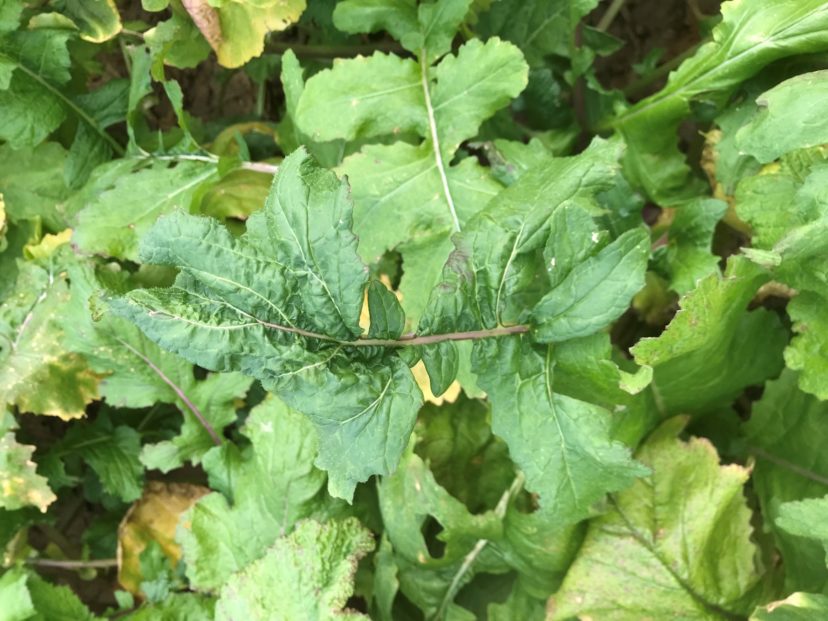 Sulfentrazone can build up in the soil over time and cause some plant damage. Be careful about using it in the same fields in successive seasons.