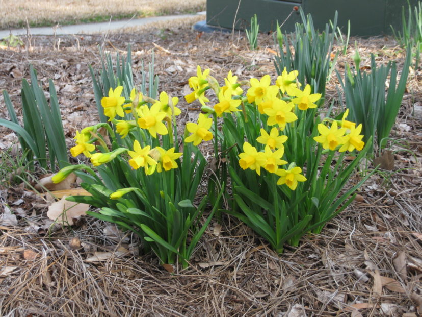 ‘Test-a-Tete’ is supposedly the most widely planted daffodil. Anthony Keinath, ©2021, Clemson Extension
