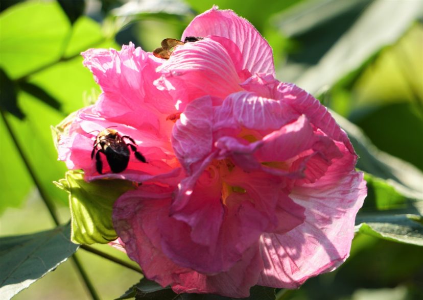 The flowers provide a good source of pollen and nectar for bees and other pollinating insects. Barbara H. Smith, ©2021 HGIC, Clemson University