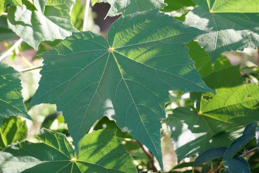 The large, palmately simple leaves can measure up to 7 inches across, adding interesting texture to the landscape. Barbara H. Smith, ©2021 HGIC, Clemson University