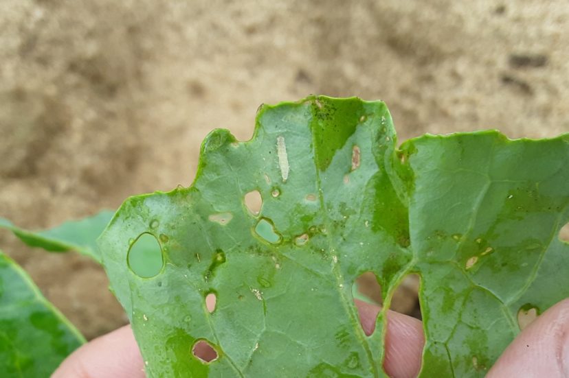 This diamondback moth caterpillar’s corpse is covered in white fungal growth. The recent wet conditions have provided the perfect environment for entomopathogenic fungi development. Justin Ballew, ©2021 Clemson Extension