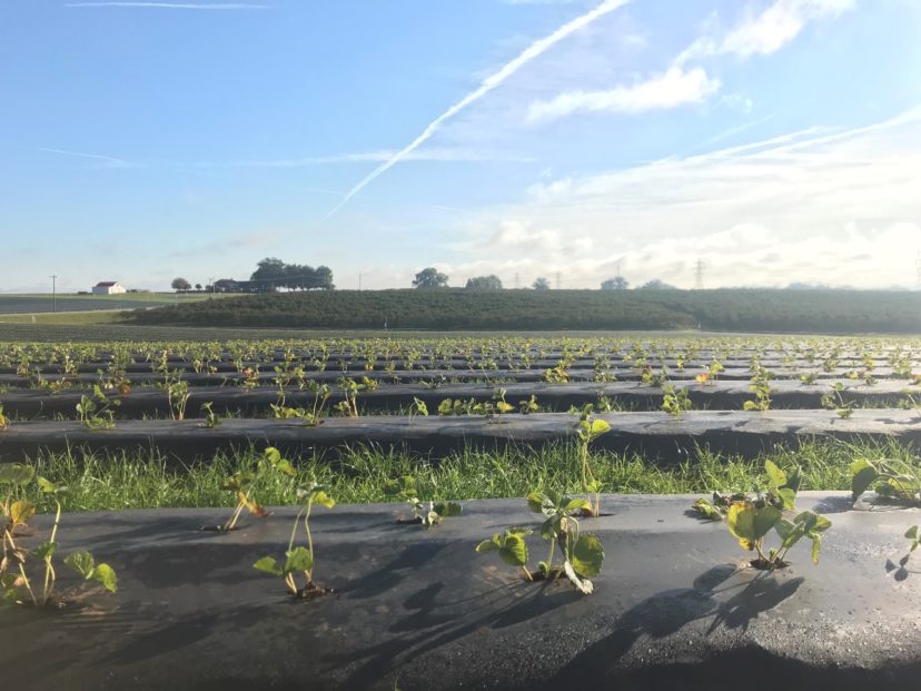 This strawberry planting is looking good so far. Photo from Andy Rollins, ©2021, Clemson Extension