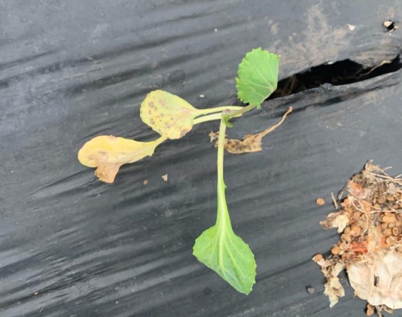 Transplants that are yellow and have black rot symptoms will not yield as well as healthy plants. Zack Snipes, ©2021 Clemson Extension
