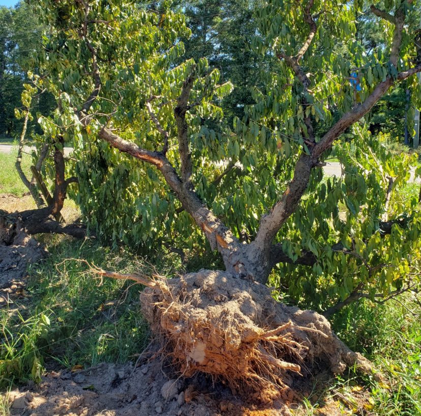 Tree removal and preparations for new planting are going on now along the Ridge. Sarah Scott, ©2021, Clemson Extension
