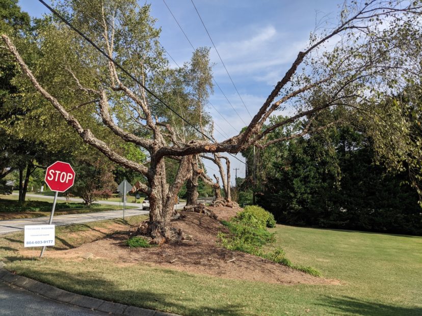 Utility companies often severely prune trees to protect powerlines from being damaged during hazardous weather events. N. Jordan Franklin, ©2021 HGIC, Clemson University