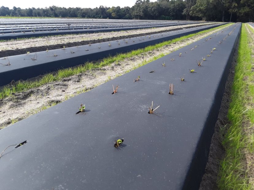 We finally have strawberry plants in the ground in the midlands. Justin Ballew, ©2021, Clemson Extension