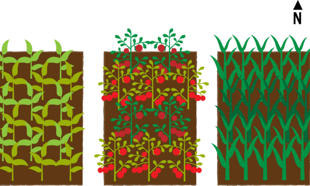 Crop Rotation