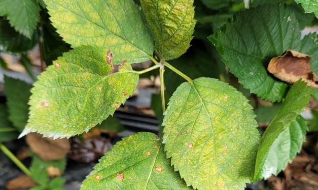 SC Fruit and Vegetable Field Report October 11, 2021