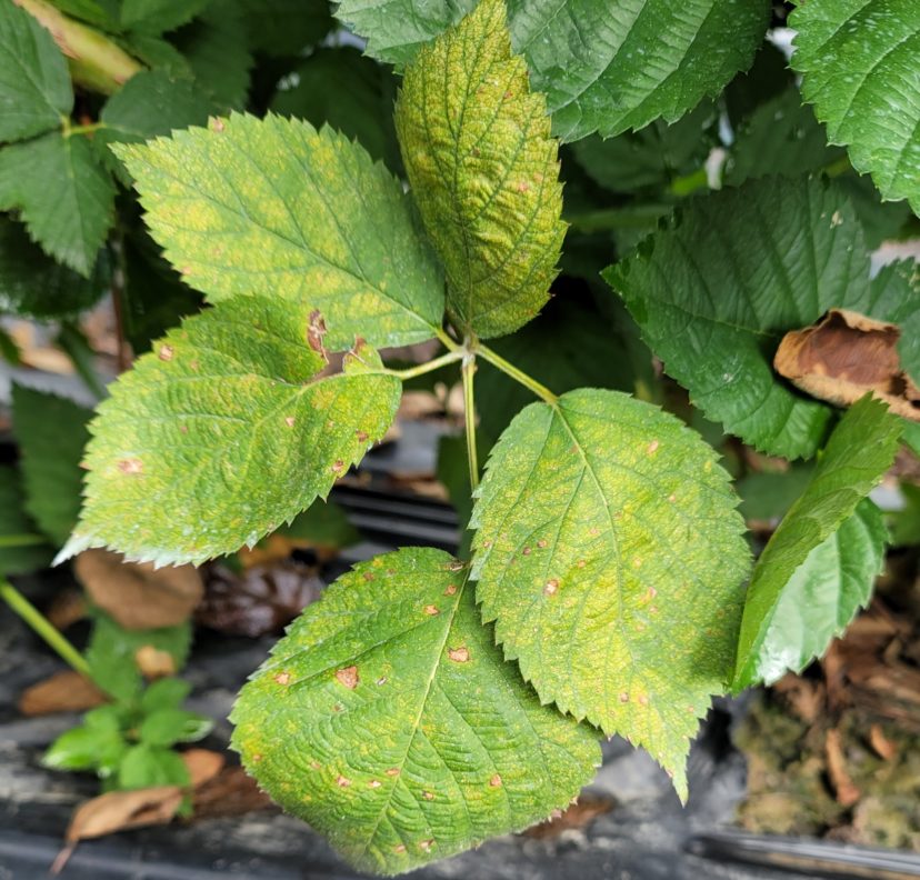Yellowing from spider mite feeding in blackberry. Phillip Carnley, ©2021 Clemson Extension