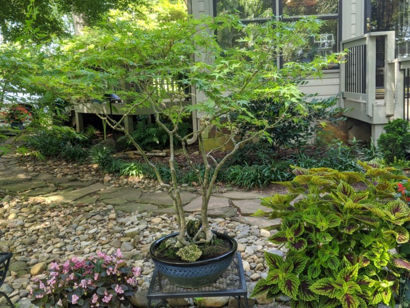 A bonsai created from some of “Mother Maple’s” seedlings.