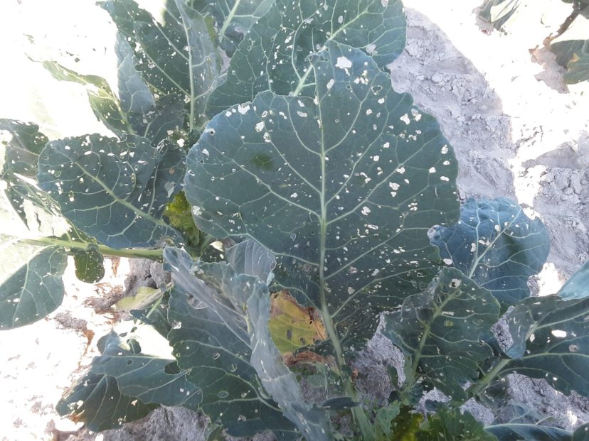 Insecticide resistance to multiple modes of action has allowed the diamondback moth population in this field to cause severe damage. Multiple pyrethroid and organophosphate applications have also wiped-out beneficial insects. It is unlikely a field like this can recover. 