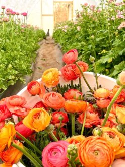Freshly harvested bucket full of cheery hues of Ranunculus Amandine ‘Salmon’. 