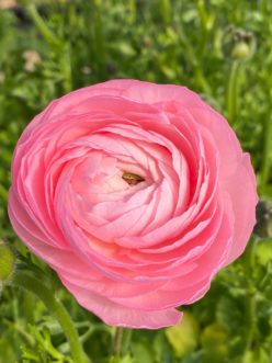 A picture containing plant, tree, pink, outdoor Description automatically generated