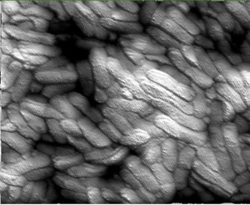 Figure 2: Listeria monocytogenes biofilm on stainless steel.