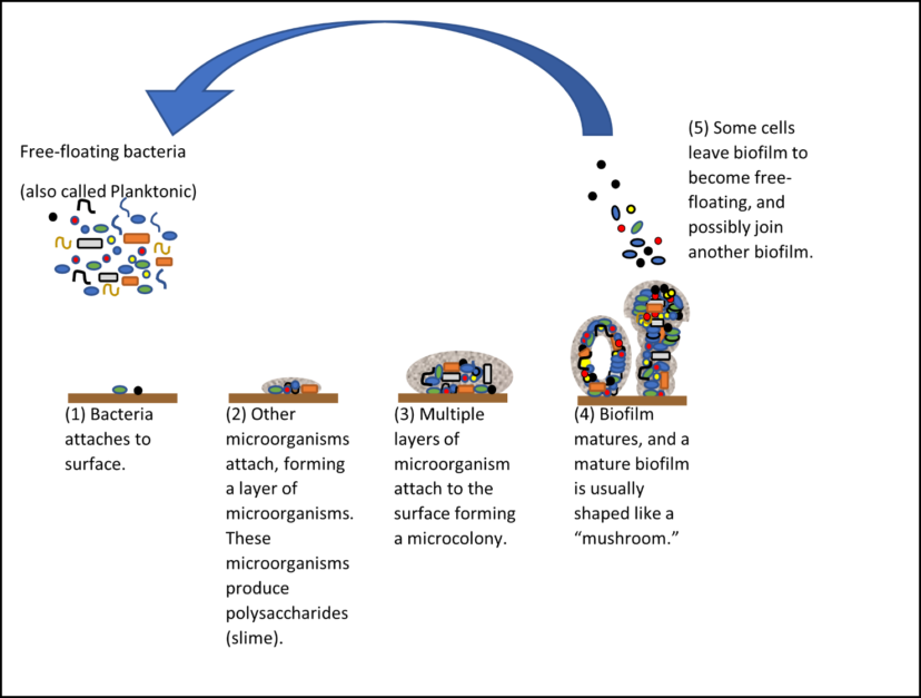 Figure 1: Five Steps of Biofilm Formation. Biofilms form in a five-stage process.