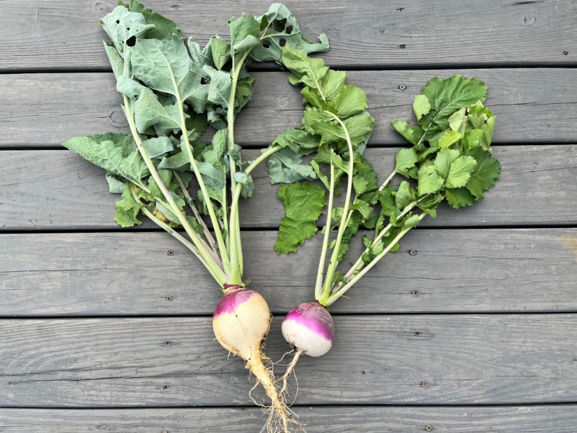 A side-by-side comparison of American Purple Top Rutabaga (left) and Purple Top White Globe Turnip (right).