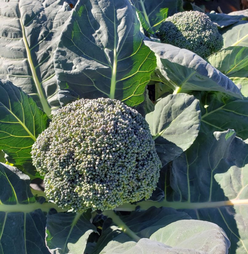 Broccoli that is ready for harvest.
