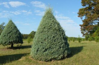 Carolina Sapphire, a popular Christmas tree species in South Carolina.