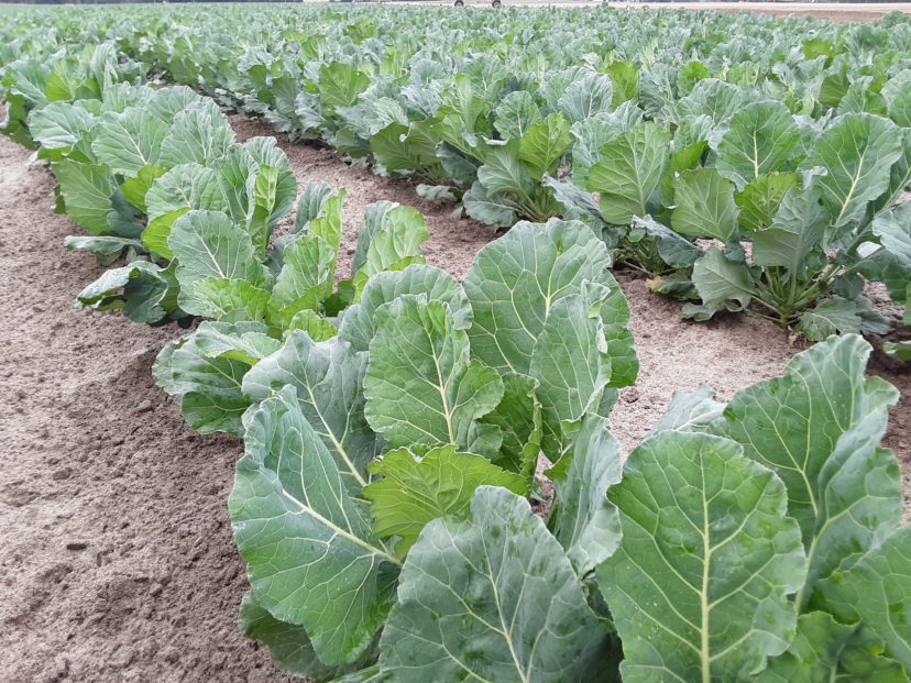 Collards are looking great in the midlands right now. Soon, we'll be picking a lot for the Thanksgiving market.