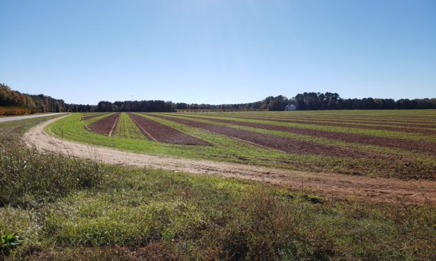 SC Fruit and Vegetable Field Report November 15, 2021