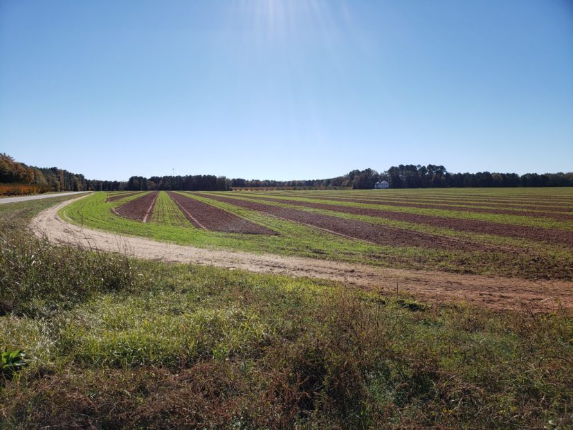 Cover crops in between rows to be hilled for new peach plantings.