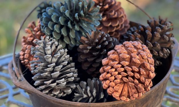 Foraging for Winter Decorations