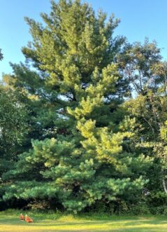 Eastern White Pie (Pinus strobus)