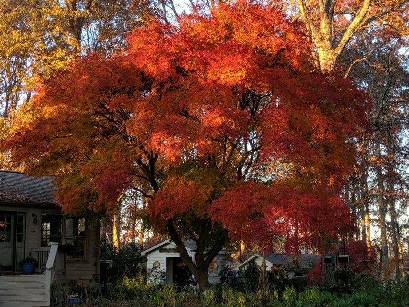 Fall is the time that “Mother Maple” shines with her stunning red-orange foliage.