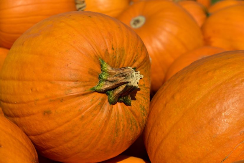 For pie filling and other cooking needs, select sugar pumpkins — a smaller, sweeter variety with close-grained flesh.