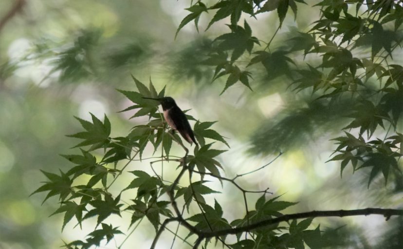 Hummingbirds love to perch near feeders hung in “Mother Maple.”