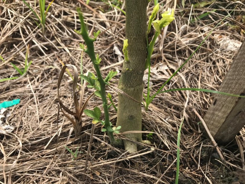 If the plant dies back to the graft union, only the rootstock will regrow, leaving you with an undesirable citrus species.